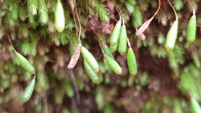Schizymenium bryoides, photographed by Andrew Thornhill