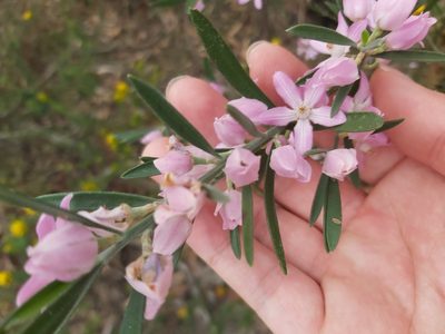Eriostemon australasius, photographed by Tim