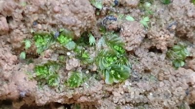 Lethocolea pansa, photographed by Andrew Thornhill