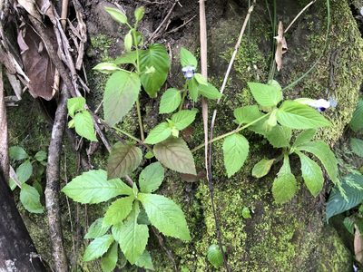 Torenia violacea, photographed by 黃美滿