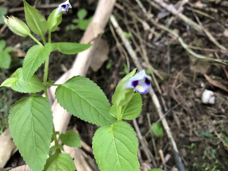 Torenia violacea, photographed by 黃美滿