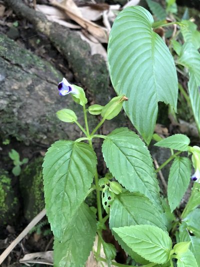 Torenia violacea, photographed by 黃美滿