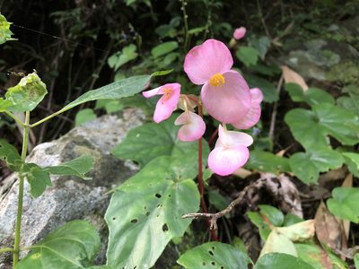 Begonia ravenii, photographed by 黃美滿