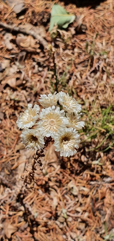 Helichrysum lacteum, photographed by Mehdi Chetibi