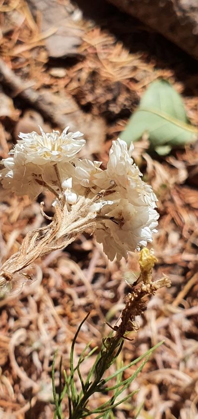 Helichrysum lacteum, photographed by Mehdi Chetibi