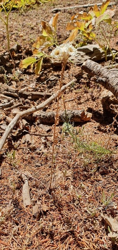 Helichrysum lacteum, photographed by Mehdi Chetibi