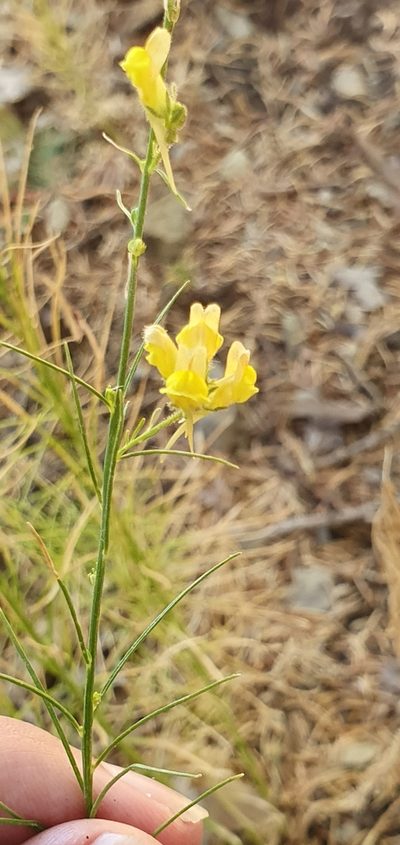 Linaria pinifolia, photographed by Mehdi Chetibi