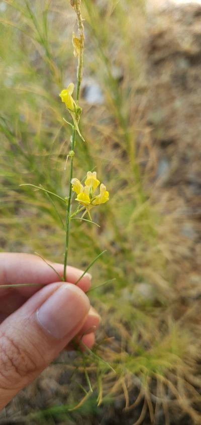 Linaria pinifolia, photographed by Mehdi Chetibi