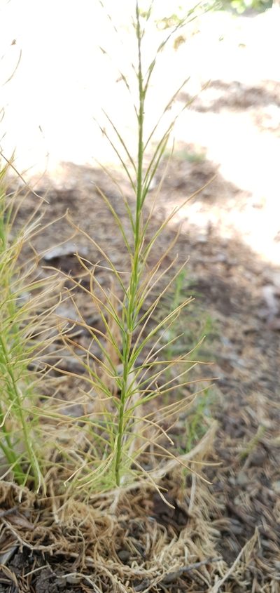 Linaria pinifolia, photographed by Mehdi Chetibi