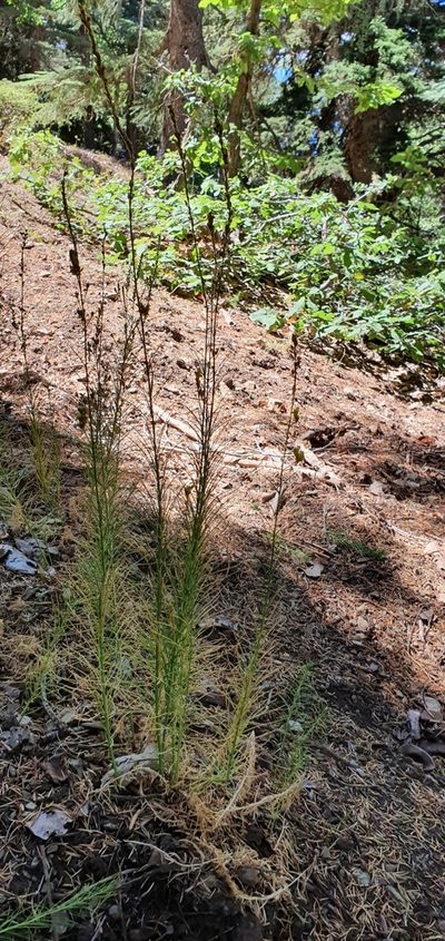 Linaria pinifolia, photographed by Mehdi Chetibi
