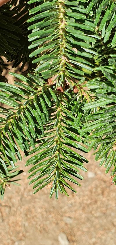 Abies numidica, photographed by Mehdi Chetibi