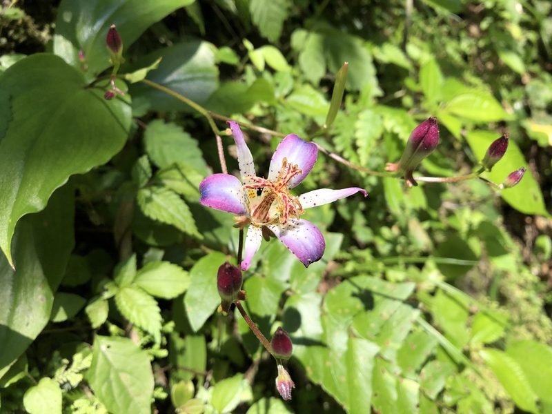 Tricyrtis lasiocarpa, photographed by 黃美滿