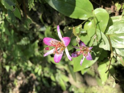 Tricyrtis lasiocarpa, photographed by 黃美滿