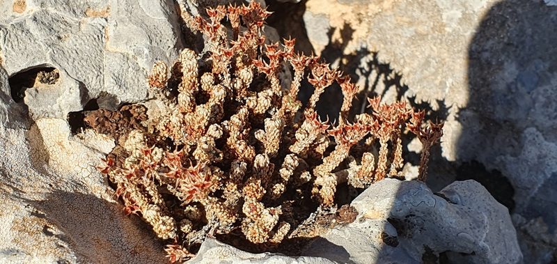 Sedum multiceps, photographed by Mehdi Chetibi