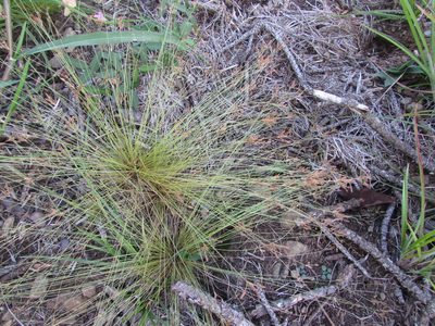 Bulbostylis capillaris, photographed by Chris Hoess