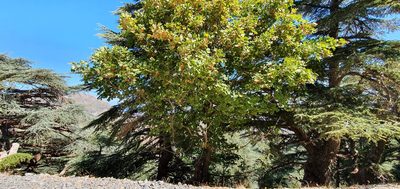 Acer opalus, photographed by Mehdi Chetibi