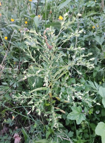 Axyris hybrida, photographed by Юлия