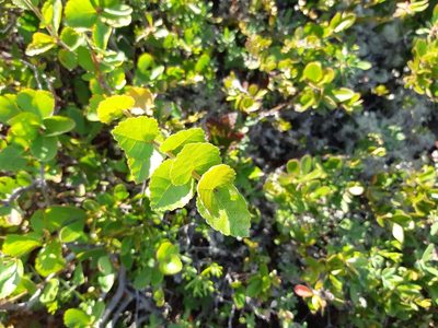 Betula pumila, photographed by Jacob Read