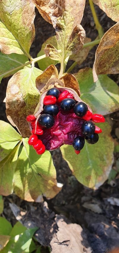 Paeonia algeriensis, photographed by Mehdi Chetibi