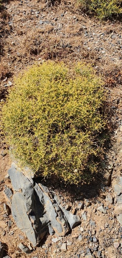 Bupleurum spinosum, photographed by Mehdi Chetibi