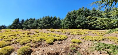 Bupleurum spinosum, photographed by Mehdi Chetibi