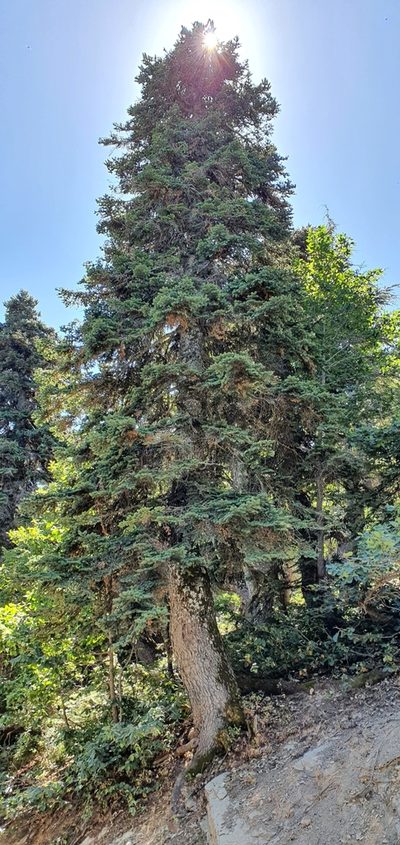 Abies numidica, photographed by Mehdi Chetibi