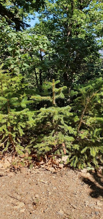 Abies numidica, photographed by Mehdi Chetibi