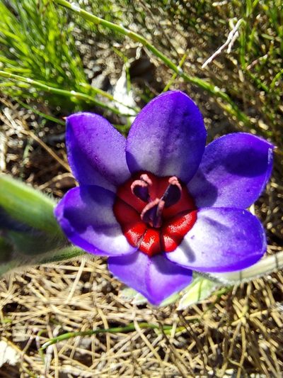 Babiana regia, photographed by Jacques van der Merwe