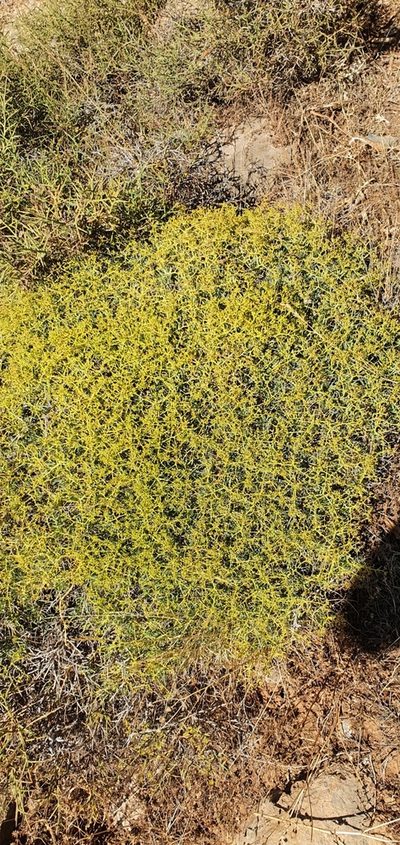 Bupleurum spinosum, photographed by Mehdi Chetibi