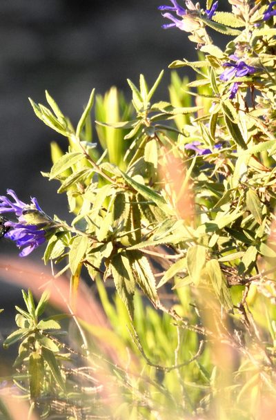 Salvia retinervia, photographed by Naturalist Tours