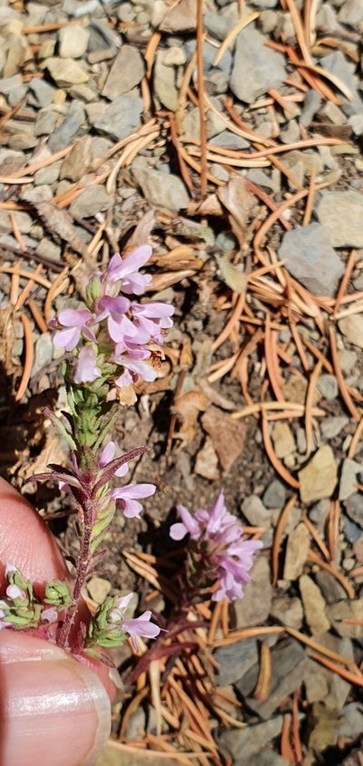 Odontites violaceus, photographed by Mehdi Chetibi