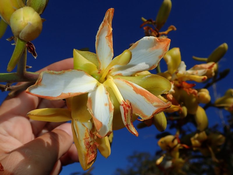 Salvertia convallariodora, photographed by Tsssss