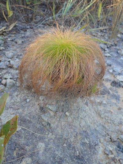 Bulbostylis paradoxa, photographed by Tsssss