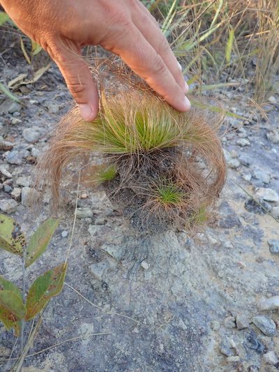 Bulbostylis paradoxa, photographed by Tsssss