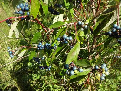 Cornus obliqua, photographed by Liz Smith