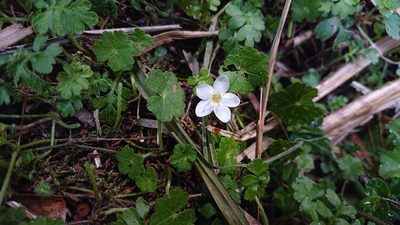 Ellisiophyllum pinnatum, photographed by 沈玟伶(Wen-Ling Shen)