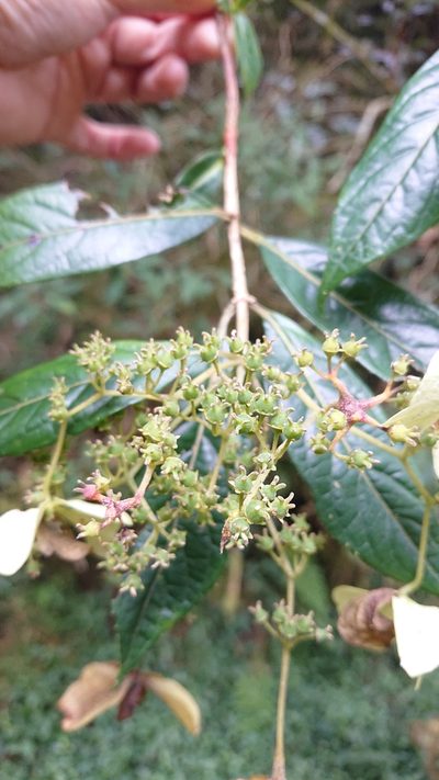 Hydrangea longifolia, photographed by 沈玟伶(Wen-Ling Shen)