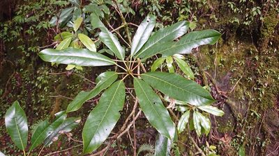 Daphniphyllum himalense, photographed by 沈玟伶(Wen-Ling Shen)