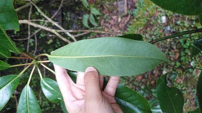 Daphniphyllum himalense, photographed by 沈玟伶(Wen-Ling Shen)
