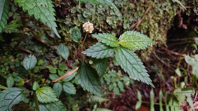 Lecanthus peduncularis, photographed by 沈玟伶(Wen-Ling Shen)