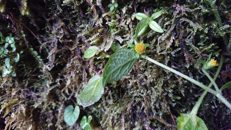 Carpesium nepalense, photographed by 沈玟伶(Wen-Ling Shen)