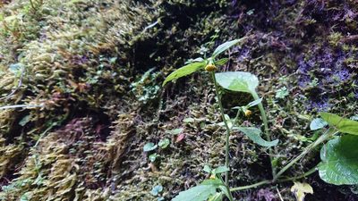 Carpesium nepalense, photographed by 沈玟伶(Wen-Ling Shen)