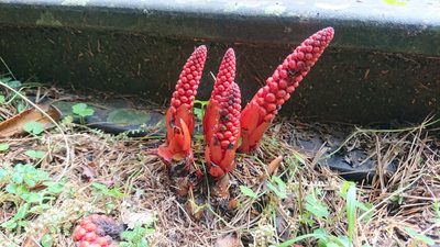 Balanophora laxiflora, photographed by 沈玟伶(Wen-Ling Shen)