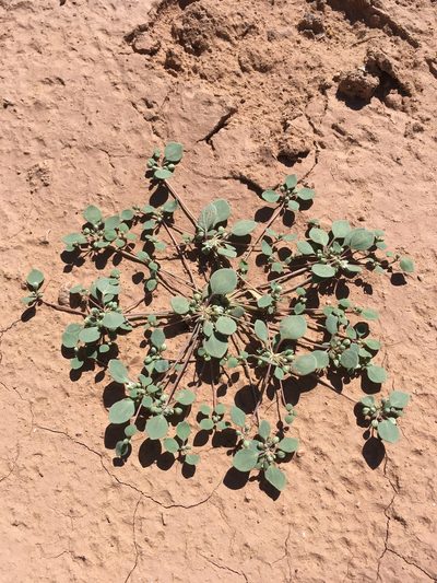 Drymaria pachyphylla, photographed by Cecelia Alexander