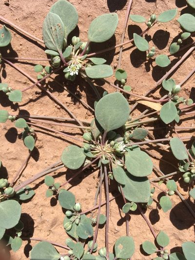 Drymaria pachyphylla, photographed by Cecelia Alexander