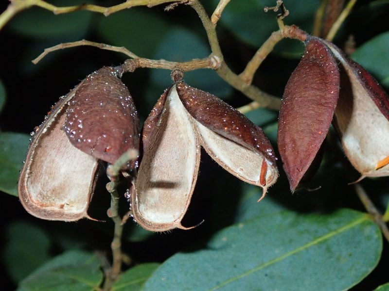 Copaifera oblongifolia, photographed by Tsssss