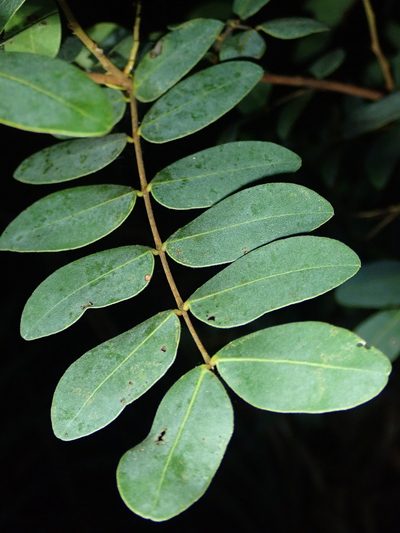 Copaifera oblongifolia, photographed by Tsssss