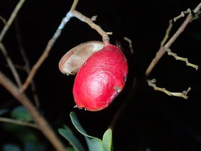 Copaifera oblongifolia, photographed by Tsssss