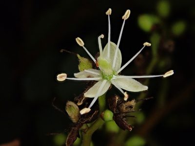 Copaifera oblongifolia, photographed by Tsssss