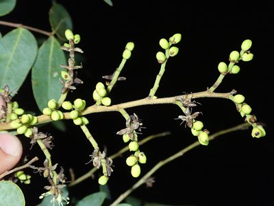 Copaifera oblongifolia, photographed by Tsssss